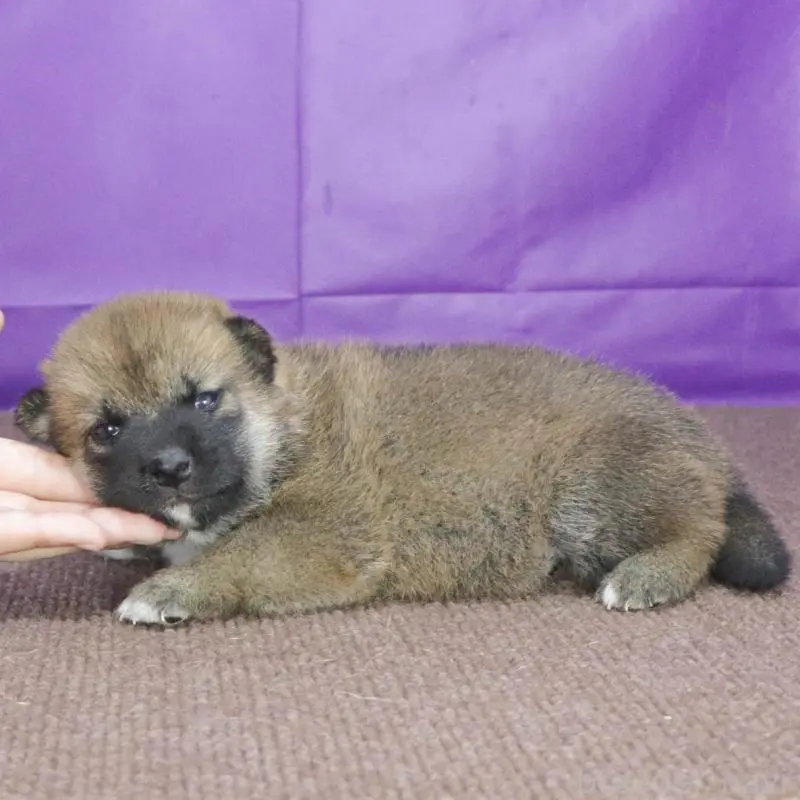 販売中の愛知県の柴犬-409016の2枚目